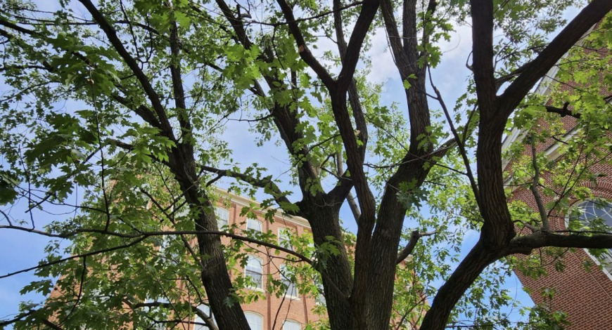 Fear Not 2.0 — Future Oaks